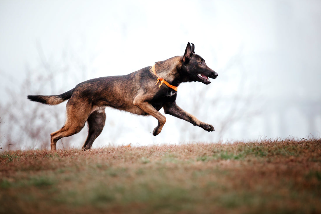 Pourquoi choisir du matériel adapté est essentiel pour les chiens de sport