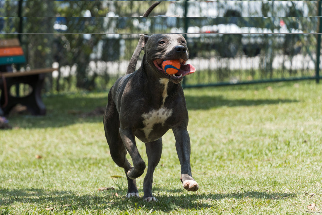 Comment bien choisir un jouet d’entraînement pour son chien