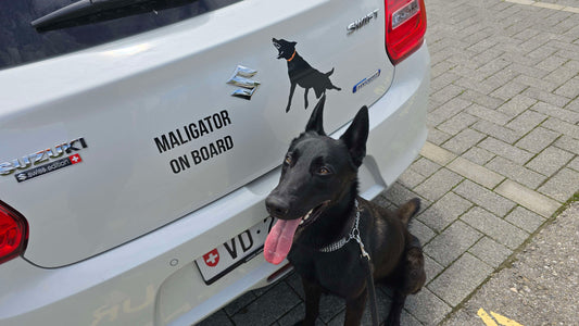 Sticker "Maligator on Board"